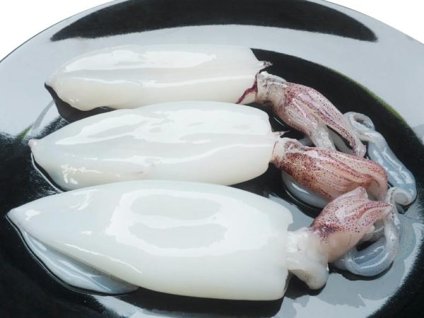 Cleaned Squid Tubes and Tentacles, (aka Calamari), 2.5 lbs Discount - Image 2